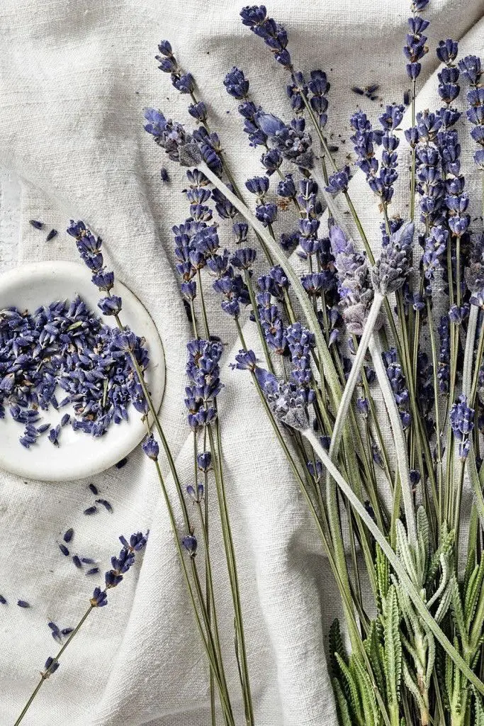 lavender - NOTE - The Scent Lab - sản phẩm mùi hương từ NOTE - The Scent Lab