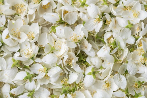  - sản phẩm mùi hương từ NOTE - The Scent Lab