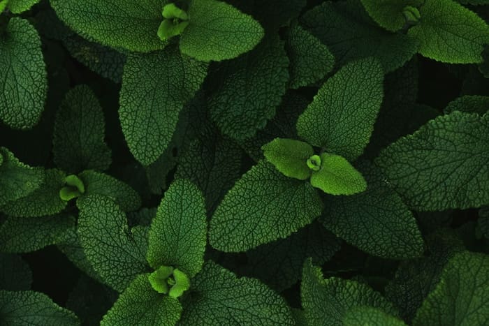 cách chọn khuếch tán hương thư giãn - sản phẩm mùi hương từ NOTE - The Scent Lab