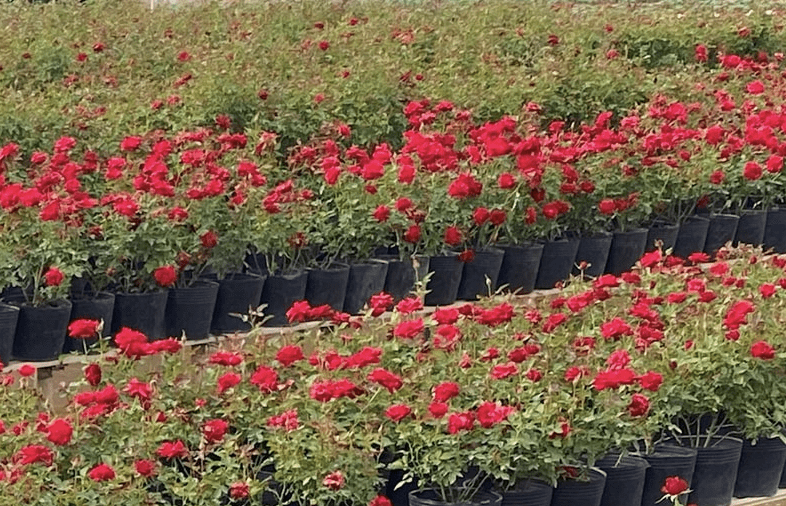 NOT A ROSE - sản phẩm mùi hương từ NOTE - The Scent Lab