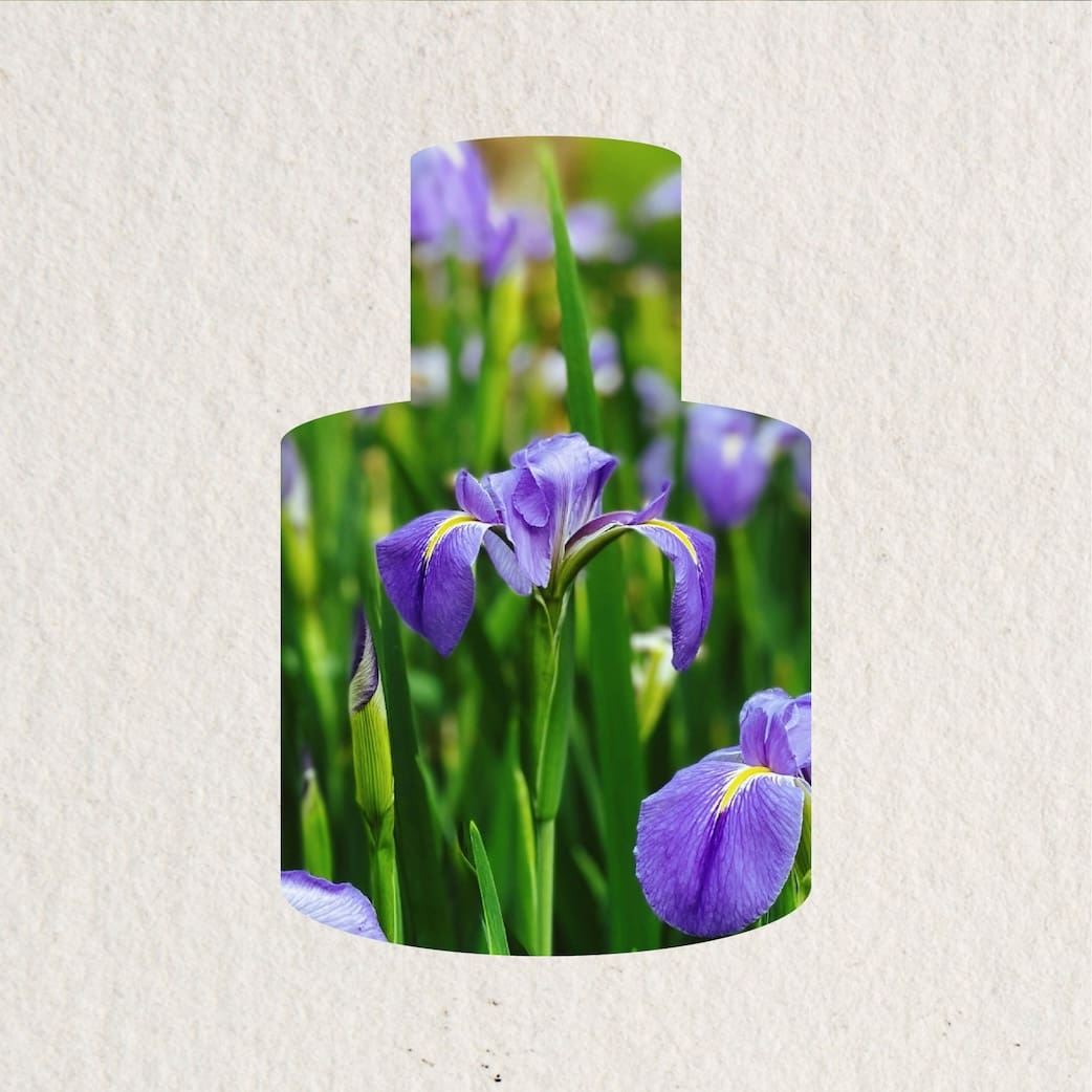 NOT A ROSE - ingredients - sản phẩm mùi hương từ NOTE - The Scent Lab