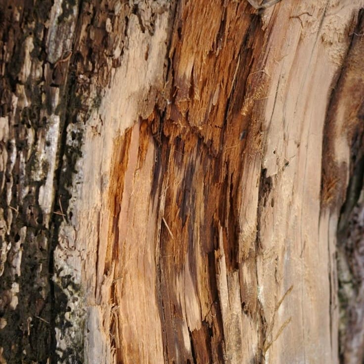 gỗ - nước hoa tặng ba