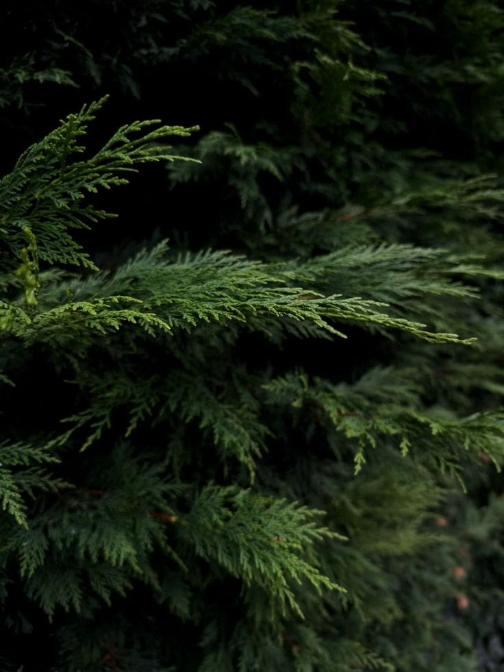  - sản phẩm mùi hương từ NOTE - The Scent Lab